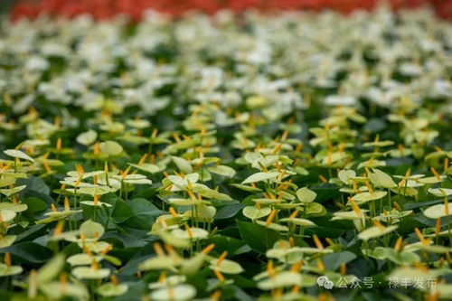 祿豐花卉產業協會換屆啟新程 云花標桿領跑全州，美麗經濟綻放芬芳