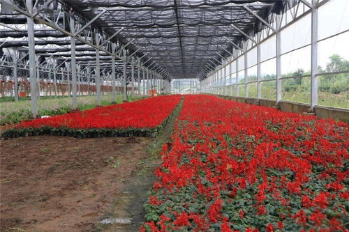 60萬株精品花卉扮靚城區，自然美妝點亮城市容顏